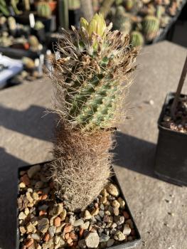 Turbinicarpus pseudomacrochele